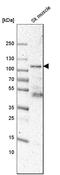 Synaptopodin antibody, HPA034631, Atlas Antibodies, Western Blot image 