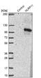 NLR Family Pyrin Domain Containing 11 antibody, PA5-61235, Invitrogen Antibodies, Western Blot image 