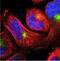 LITAF antibody, NBP1-83473, Novus Biologicals, Immunofluorescence image 