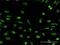 Neurobeachin antibody, H00026960-M01, Novus Biologicals, Immunofluorescence image 