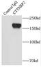Cortactin Binding Protein 2 antibody, FNab02068, FineTest, Immunoprecipitation image 