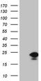 Endothelial differentiation-related factor 1 antibody, CF810774, Origene, Western Blot image 