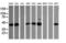 Tripartite Motif Containing 38 antibody, TA505981, Origene, Western Blot image 