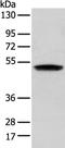 Zinc Finger Protein 621 antibody, PA5-51316, Invitrogen Antibodies, Western Blot image 