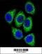 Protein DEK antibody, 63-827, ProSci, Immunofluorescence image 