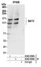 Large proline-rich protein BAG6 antibody, A302-038A, Bethyl Labs, Immunoprecipitation image 