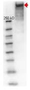 Keyhole Limpet Hemocyanin antibody, AP09215PU-N, Origene, Western Blot image 