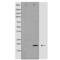 Interferon Gamma antibody, SPC-1297D-A488, StressMarq, Western Blot image 