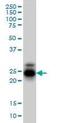 Protein CREG1 antibody, orb95133, Biorbyt, Western Blot image 