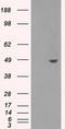 SDH antibody, CF500784, Origene, Western Blot image 