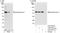 Sequestosome-1 antibody, A302-856A, Bethyl Labs, Immunoprecipitation image 