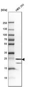 Hypoxanthine-guanine phosphoribosyltransferase antibody, HPA006360, Atlas Antibodies, Western Blot image 