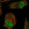 T antibody, HPA003322, Atlas Antibodies, Immunofluorescence image 
