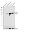 Glutamate Decarboxylase 2 antibody, PA5-36080, Invitrogen Antibodies, Western Blot image 