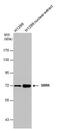 SNF-related serine/threonine-protein kinase antibody, PA5-22167, Invitrogen Antibodies, Western Blot image 