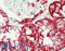 CD15 antibody, LS-B12795, Lifespan Biosciences, Immunohistochemistry paraffin image 