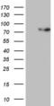 PiggyBac transposable element-derived protein 3 antibody, MA5-27292, Invitrogen Antibodies, Western Blot image 
