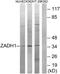 PRG-2 antibody, A30773, Boster Biological Technology, Western Blot image 