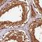 Sterile Alpha Motif Domain Containing 4A antibody, HPA043061, Atlas Antibodies, Immunohistochemistry frozen image 