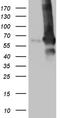 Rho GDP-dissociation inhibitor 1 antibody, TA810977, Origene, Western Blot image 