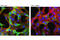 DRG1 antibody, 6992S, Cell Signaling Technology, Immunocytochemistry image 