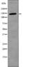 Structural Maintenance Of Chromosomes 3 antibody, PA5-64816, Invitrogen Antibodies, Western Blot image 
