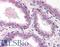 Lysophosphatidic acid receptor 2 antibody, LS-B512, Lifespan Biosciences, Immunohistochemistry paraffin image 