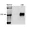 Solute carrier family 12 member 1 antibody, SPC-401D, StressMarq, Western Blot image 