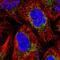 Mitochondrial Ribosomal Protein S25 antibody, HPA043490, Atlas Antibodies, Immunofluorescence image 