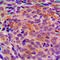 Lysophospholipase 1 antibody, LS-C354145, Lifespan Biosciences, Immunohistochemistry frozen image 