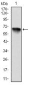 Ribosomal Protein S6 Kinase A3 antibody, AM06696SU-N, Origene, Western Blot image 