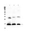 Hemoglobin Subunit Delta antibody, PA5-79348, Invitrogen Antibodies, Western Blot image 