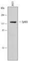 EPH Receptor B3 antibody, MAB5667, R&D Systems, Western Blot image 