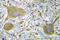 Glutamate Ionotropic Receptor NMDA Type Subunit 1 antibody, LS-C178235, Lifespan Biosciences, Immunohistochemistry paraffin image 