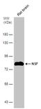 Vesicle-fusing ATPase antibody, PA5-78095, Invitrogen Antibodies, Western Blot image 