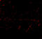 Leucine Rich Glioma Inactivated 1 antibody, A00850, Boster Biological Technology, Immunofluorescence image 