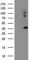 LIM And Cysteine Rich Domains 1 antibody, CF503139, Origene, Western Blot image 