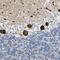 Nocturnin antibody, HPA012287, Atlas Antibodies, Immunohistochemistry frozen image 