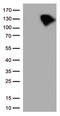 Serine/threonine-protein kinase B-raf antibody, TA500444S, Origene, Western Blot image 