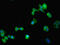 Stromelysin-2 antibody, LS-C285668, Lifespan Biosciences, Immunofluorescence image 