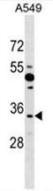 Protein boule-like antibody, AP50383PU-N, Origene, Western Blot image 