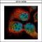 RNA Binding Motif Protein 3 antibody, GTX114709, GeneTex, Immunocytochemistry image 