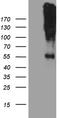 Cholinergic Receptor Nicotinic Alpha 5 Subunit antibody, TA810073S, Origene, Western Blot image 