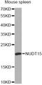 Probable 7,8-dihydro-8-oxoguanine triphosphatase NUDT15 antibody, A14141, ABclonal Technology, Western Blot image 