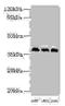 Heterogeneous Nuclear Ribonucleoprotein D antibody, LS-C211799, Lifespan Biosciences, Western Blot image 