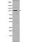 PRK1 antibody, PA5-64740, Invitrogen Antibodies, Western Blot image 
