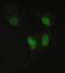 Phosphopantothenoylcysteine Synthetase antibody, A05567-1, Boster Biological Technology, Immunofluorescence image 