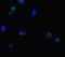 Chloride Voltage-Gated Channel 1 antibody, LS-C677552, Lifespan Biosciences, Immunofluorescence image 