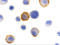 Bcl-2-modifying factor antibody, 3031, ProSci Inc, Immunocytochemistry image 