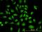 CTBP antibody, orb89660, Biorbyt, Immunofluorescence image 
